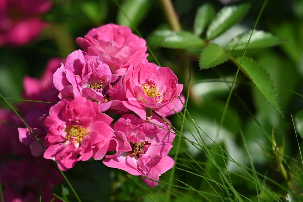 2025-08150083 Tower Hill Botanic Garden, MA.JPG - Miniature Rose. New England Botanic Garden at Tower Hill, MA, 8-15-2025